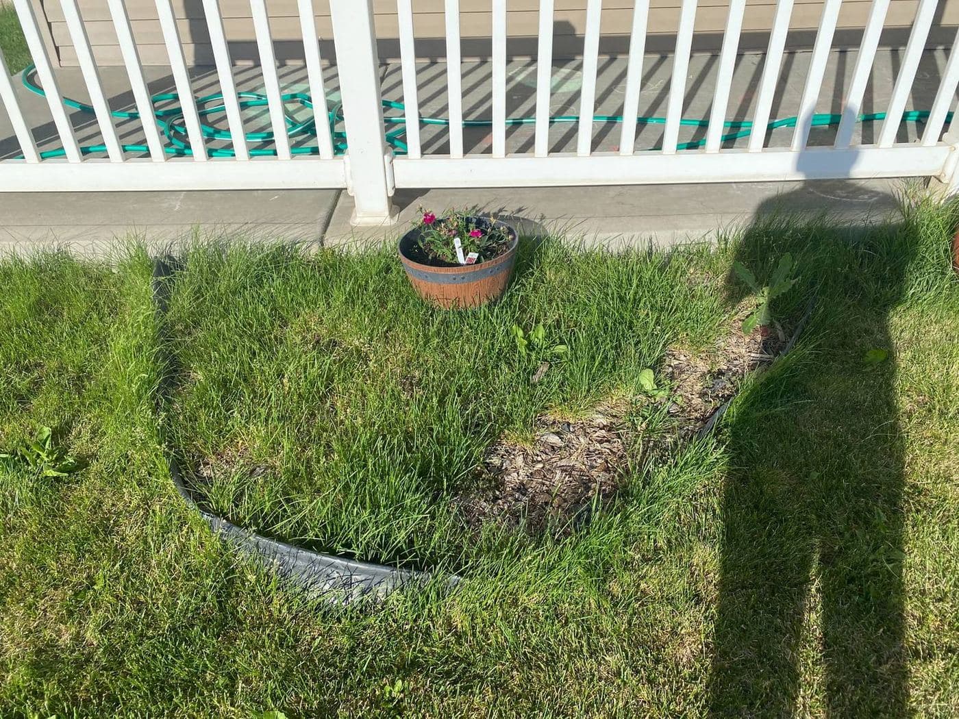 Overgrown, weed-choked garden bed before restoration in Caldwell, Idaho