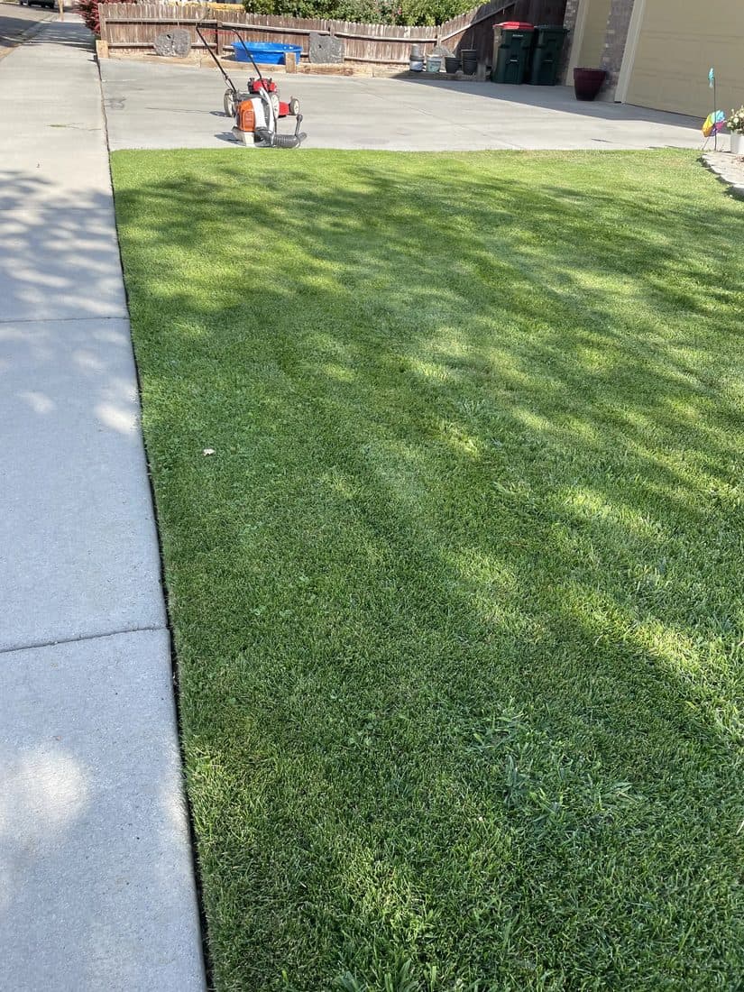 Freshly mowed front lawn with a red maple at golden hour