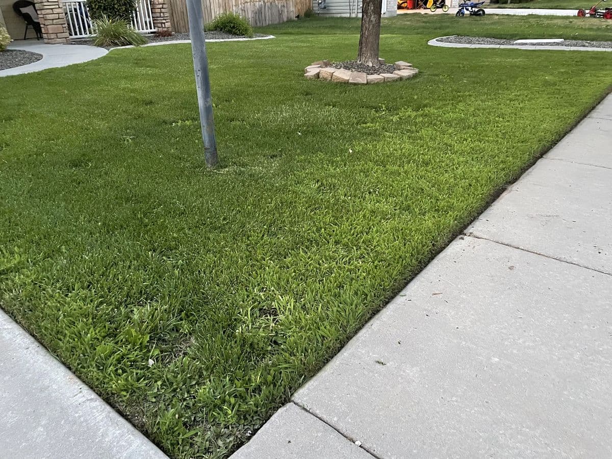 Lawn edge overtaken by weeds before treatment