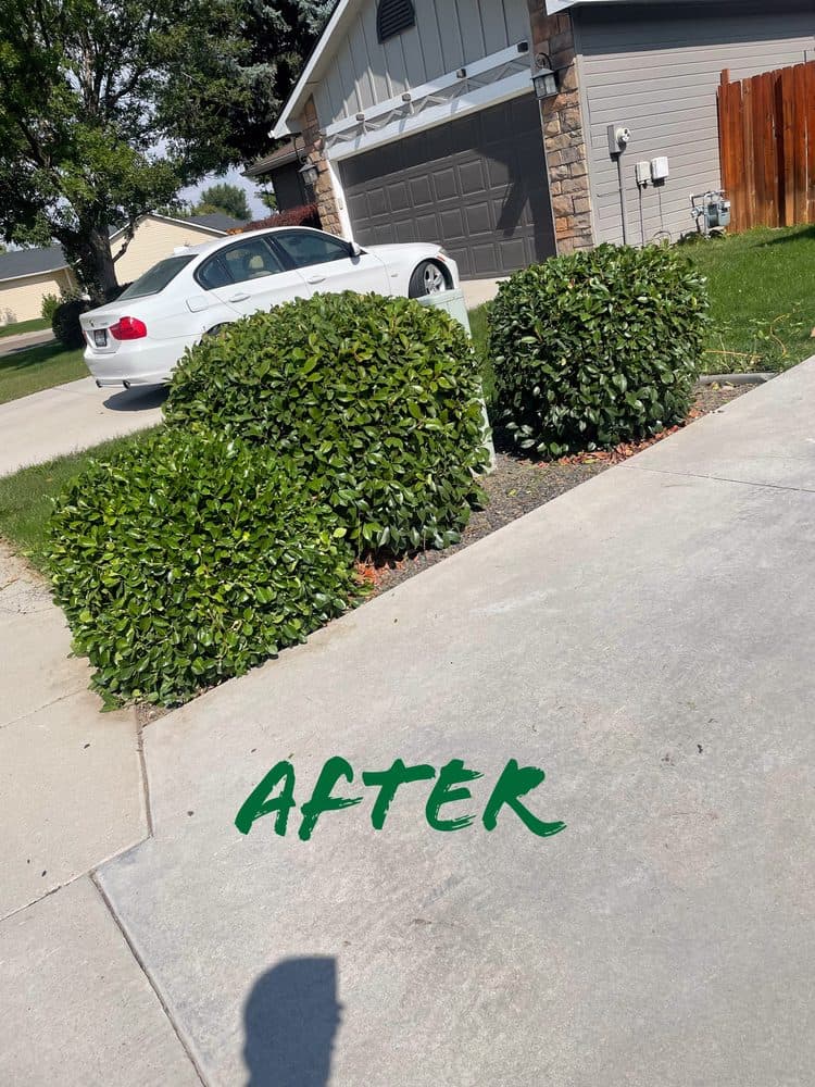 Professionally shaped shrubs