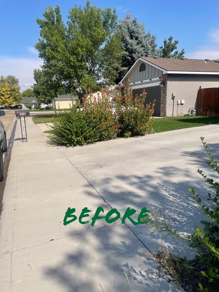 Overgrown shrubs blocking the driveway before trimming